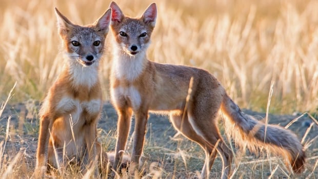 canadian fox species