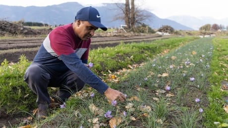 Avtar Dhillon at his saffron patch on his farm in early November before the floods devastated his crop. His hope is to now sell the farm and find new land for the crop. Avtar Dhillon, saffron farmer in Abbotsford, B.C.