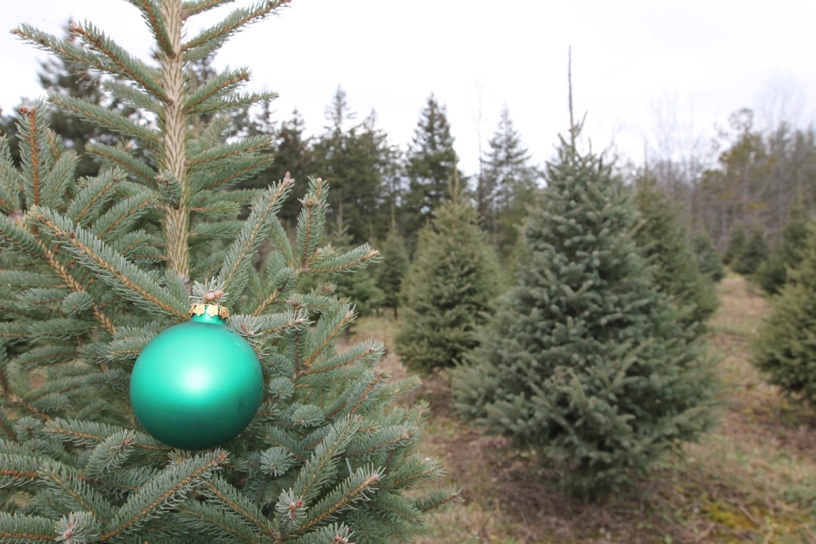 to the new tradition of Christmas tree shortages CBC News