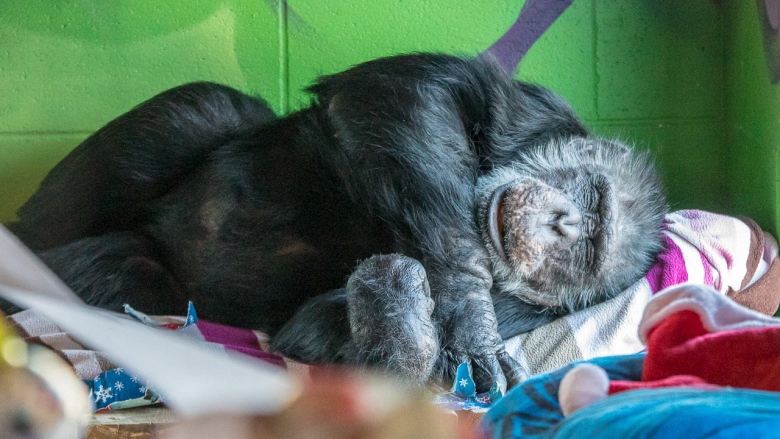 All they want for Chimp-mas: Montreal chimpanzees release their holiday wish list; 