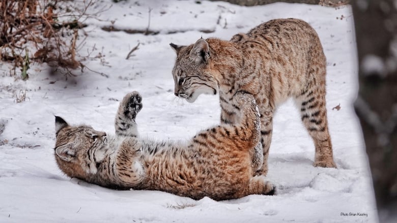 Bobcats In Calgary