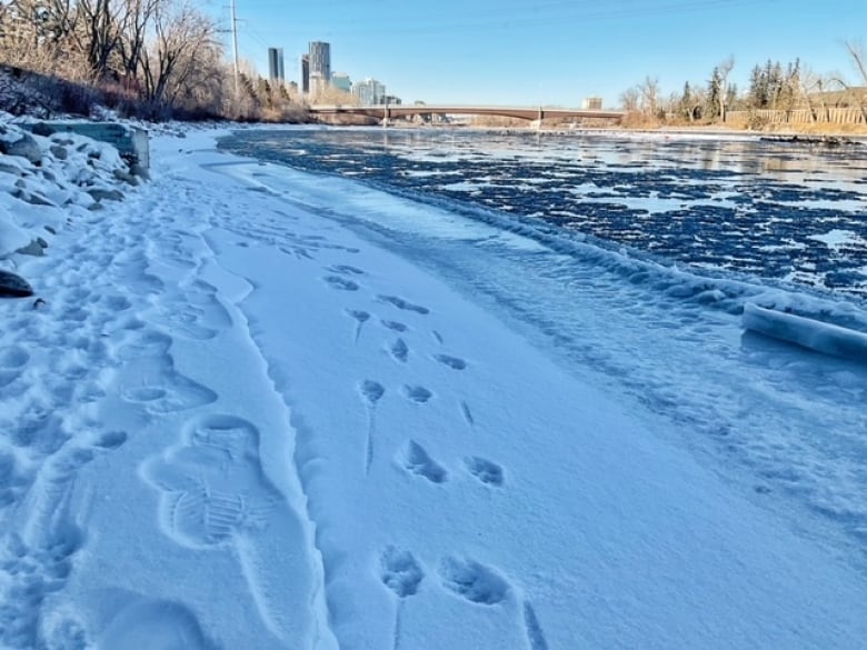 Bobcat Tracks Along Bow River