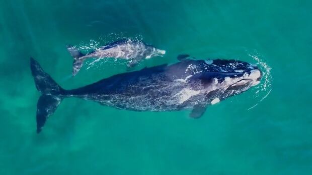 An overhead shot of a North Atlantic Right Whale cow with her calf from the documentary "Last of the Right Whales." An overhead shot of a North Atlantic Right Whale cow with her calf from the documentary "Last of the Right Whales."
