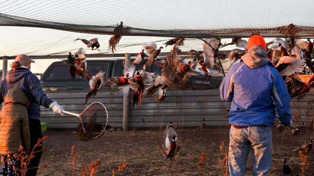 Pelee Island mayor answers questions about demolition of pheasant farm