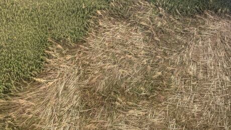 Downburst NWT June 2021