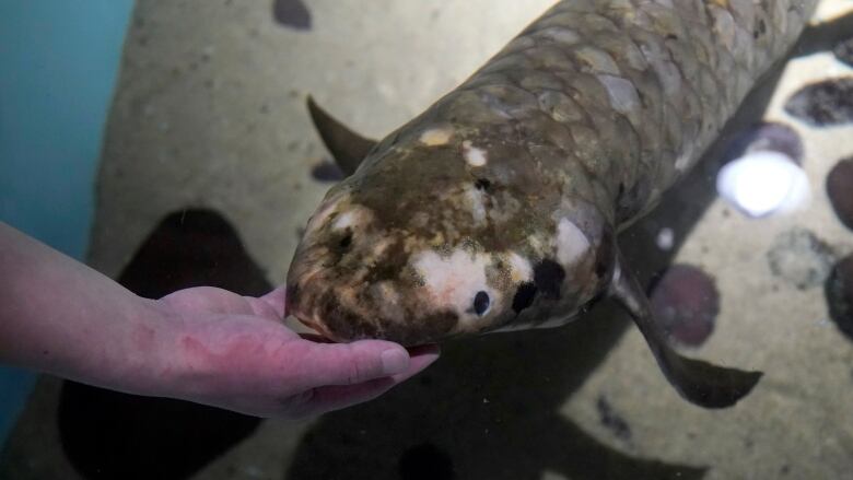 Meet Methuselah, the oldest living aquarium fish