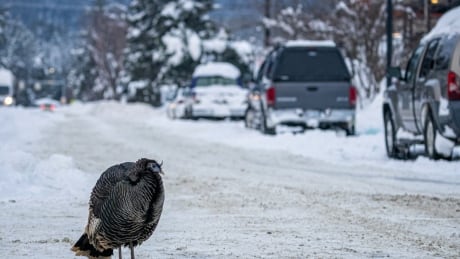 tina the turkey