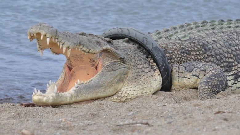 Indonesian crocodile freed from tire stuck around its neck for 6 years | CBC Radio