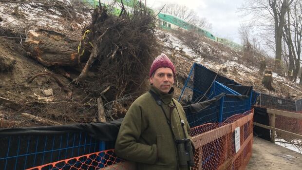 Metrolinx could have saved old growth trees in Toronto ravine by moving them, expert says