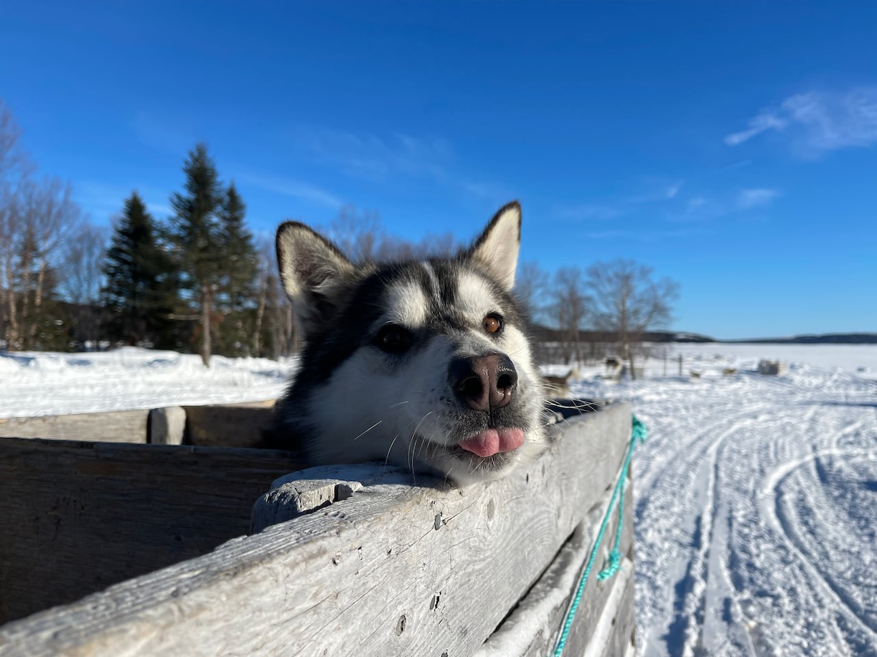 Why Is Dog Sledding So Expensive