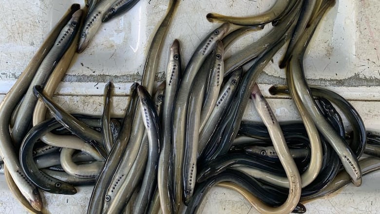 A clump  of eel-like creatures connected  pavement. 
