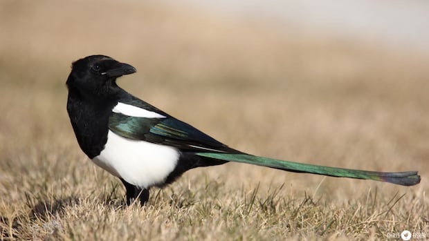 A screeching mascot takes wing: Magpie unveiled as Edmonton's official bird