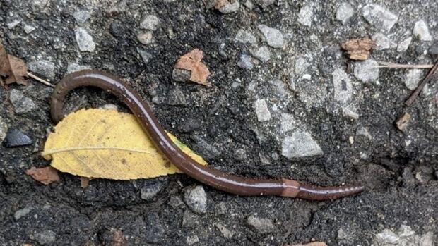 Jumping worms are invading gardens across Toronto. Here's what you should know