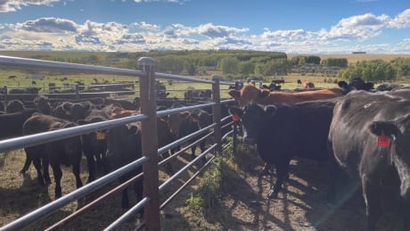 Cows and calves at W.A. Ranches U of C