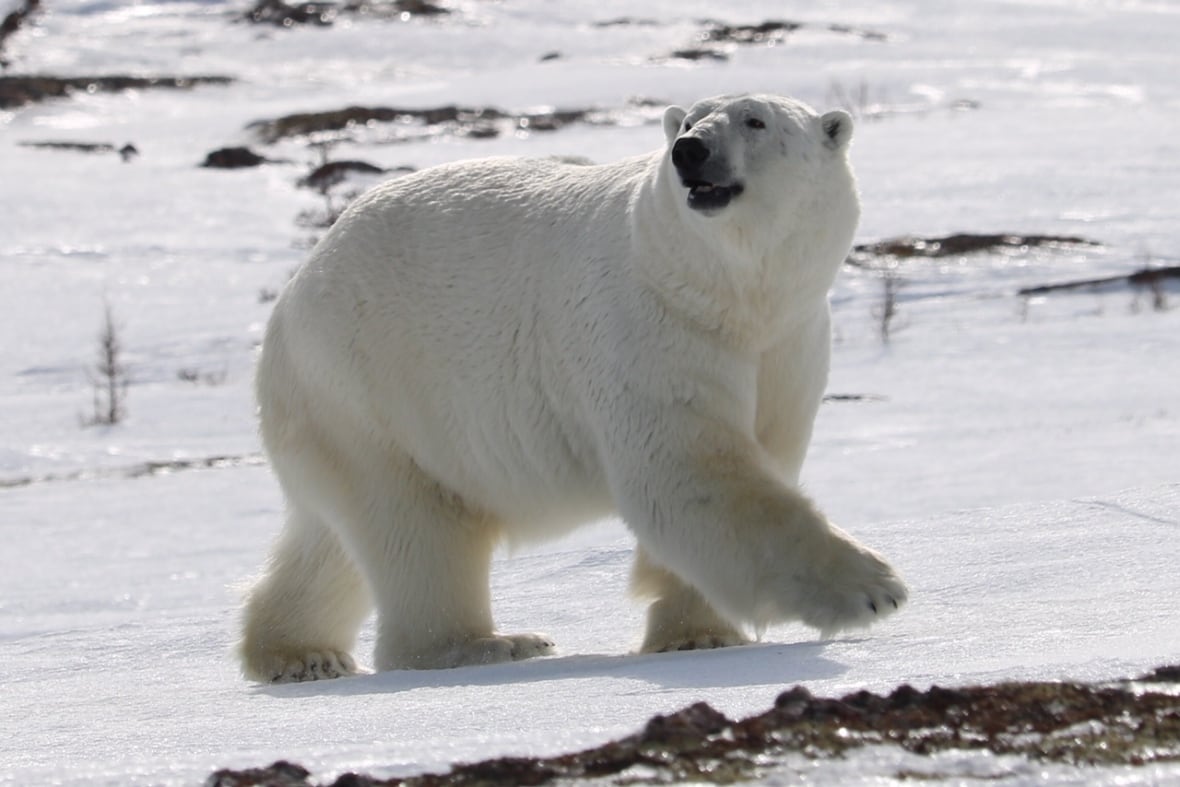 History Channel survivalist series returns to Labrador for a colder challenge CBC News