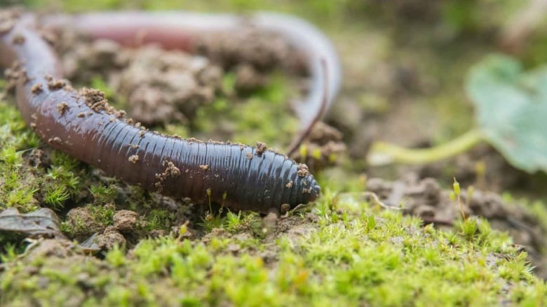 Invasive earthworms are spreading through Canadian forests, and