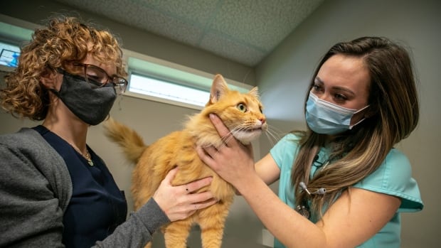 A fluffy orange cat stands on an examination table as a woman in blue scrubs examines it. A woman on the other side helps by holding the cat.
