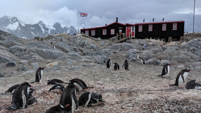 This Antarctic post office is hiring — and counting penguins is part of the  job | CBC Radio