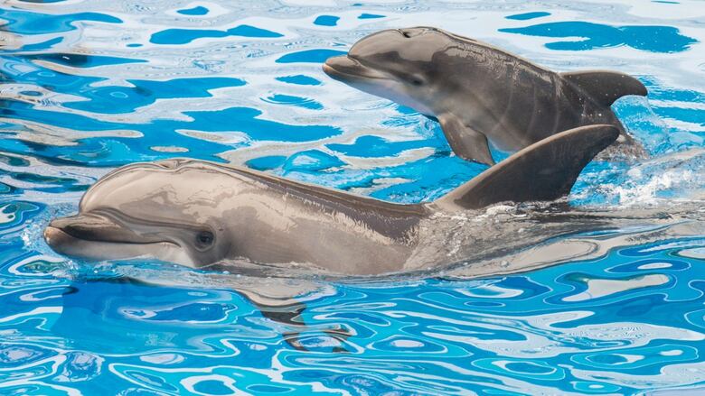 a 13-year-old bottlenose dolphin at SeaWorld San Diego, swims with her newborn calf at the marine park's Dolphin Stadium