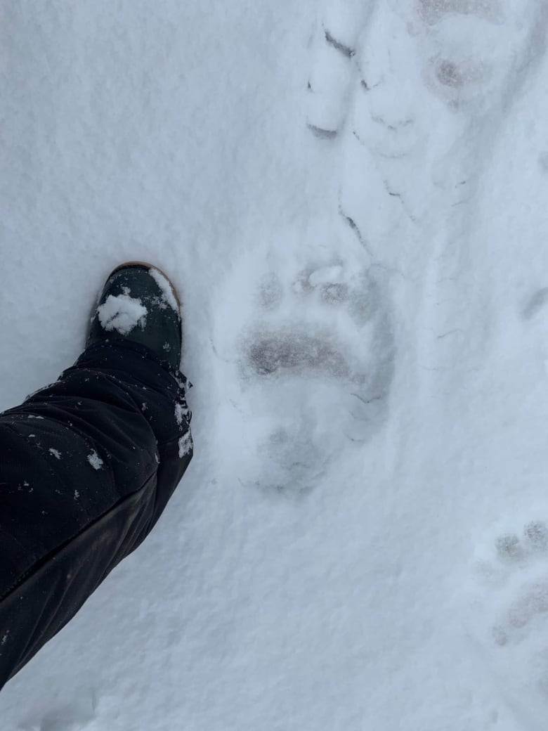 polar bear paw print in snow