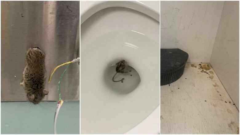 Mice in the hospital are a ‘black eye,’ say the PCs — but health 
