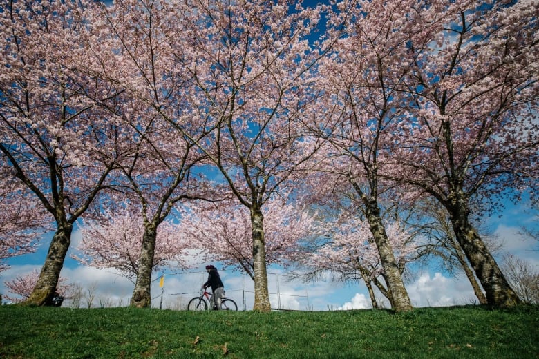 A cyclist goes through a park with cherry blossoms.