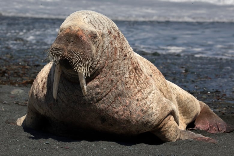 Middle Cove Walrus