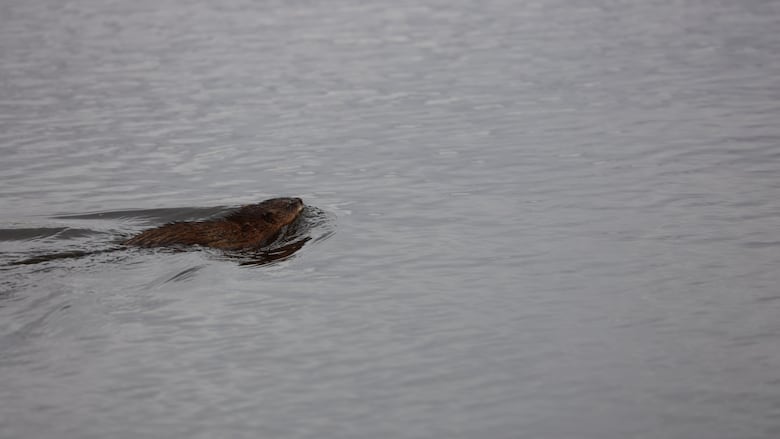 A muskrat swims in water.