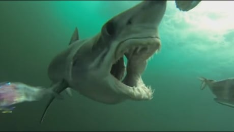 Canadian shark research scientist Heather Bowlby says the landing prohibition is the best way to protect the large, super fast apex predator that roams the northern hemisphere of the Atlantic Ocean. It has been clocked swimming at 74 kilometres per hour. Mako shark