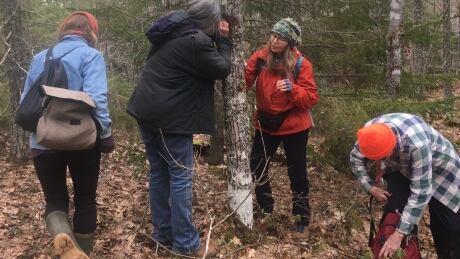 A group of citizen scientists recently spent time in the Beals Brook area of the Annapolis Valley looking for examples of rare lichen. Beals Brook bio blitz
