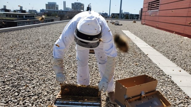 La Journée mondiale des abeilles est l’occasion de rappeler à quel point les insectes sont importants et menacés