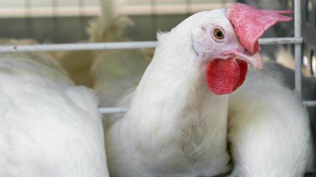 The Fraser Valley's first case of the avian influenza virus has been detected in a commercial poultry farm in Abbotsford. A chicken's head is pictured sticking out of a cage.