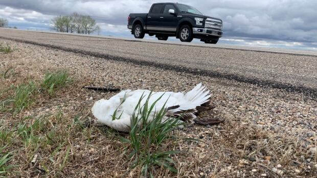 Sask. issues animal health order after avian flu once again confirmed in province