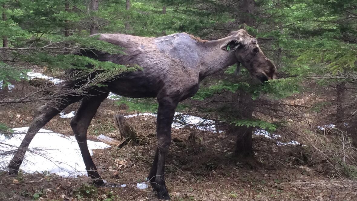 Early research suggests winter ticks are killing young moose in New Brunswick | CBC News