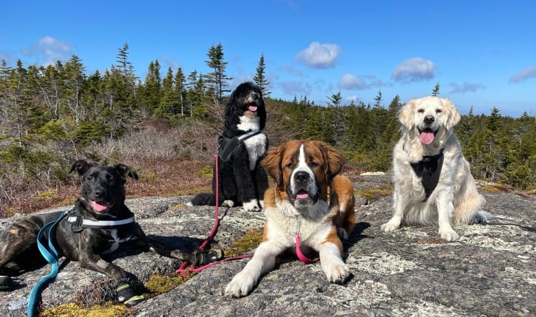 It's just slobbery kisses all day long': Meet a dog walker on a path of  healing for mental health