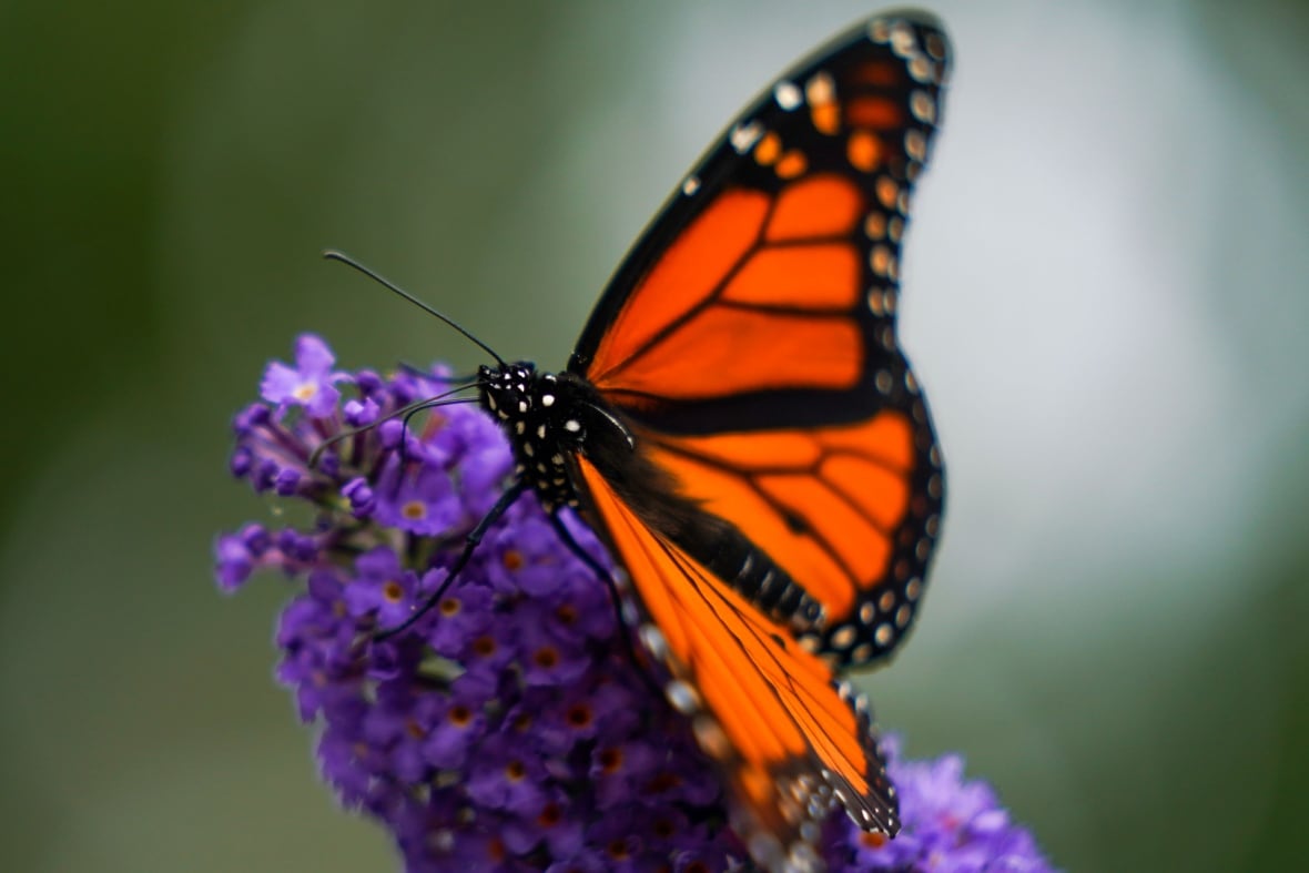 Monarch butterfly