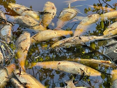 DFO 'has been aware' of fish ladder concerns on the Tusket River — for