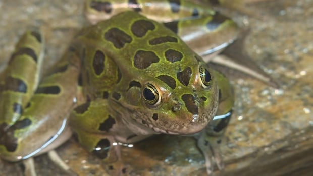 A northern leopard frog hangs out on a rock at the Calgary Zoo. A northern leopard frog.