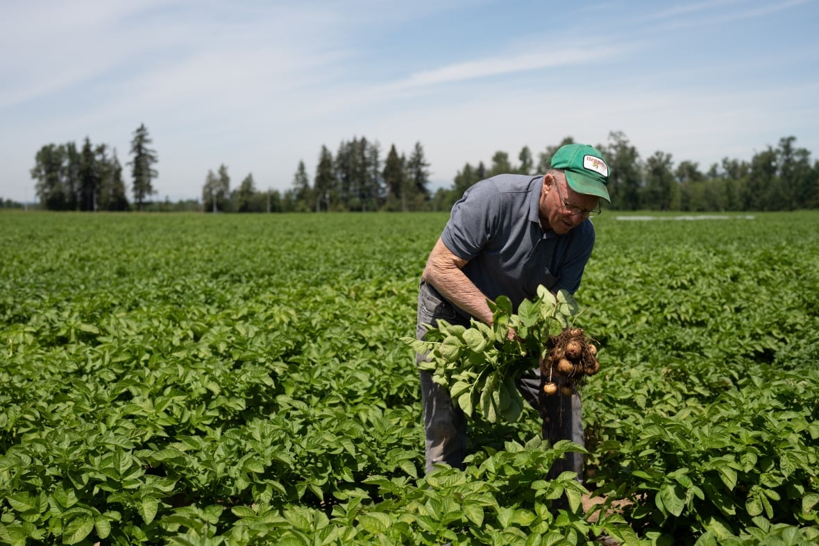 A farmer in a grey shirt and green ballcap bends over to pull potatoes out of a large green field.