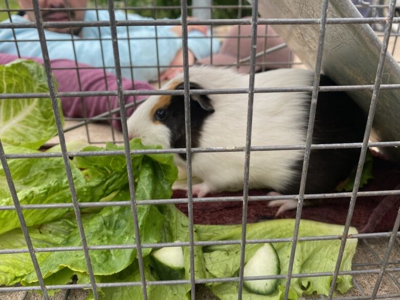 Guinea pig hot sale animal shelter