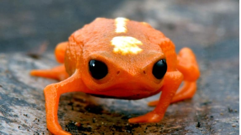 A close-up of a bright orange frog with big black eyes.