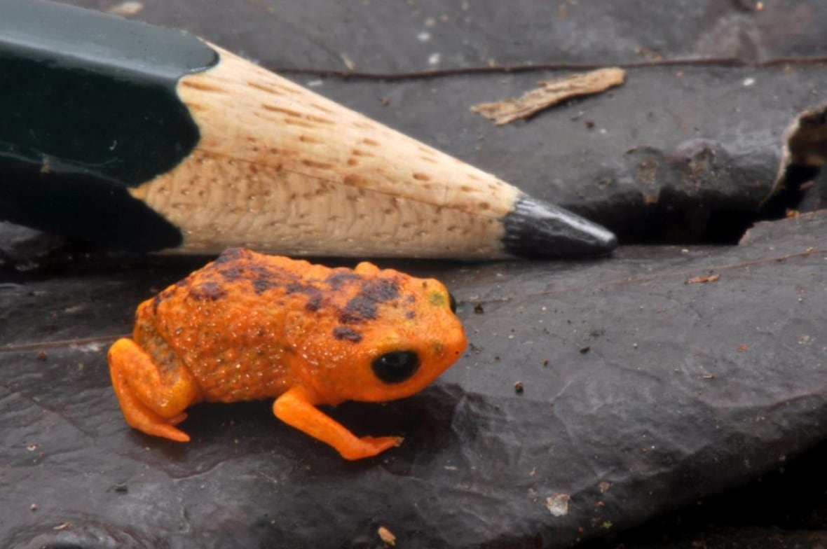 A close-up of a bright orange frog with black spots on its back standing next to a pencil. The frog is shorter than the sharpened tip of the pencil, and about as thick.