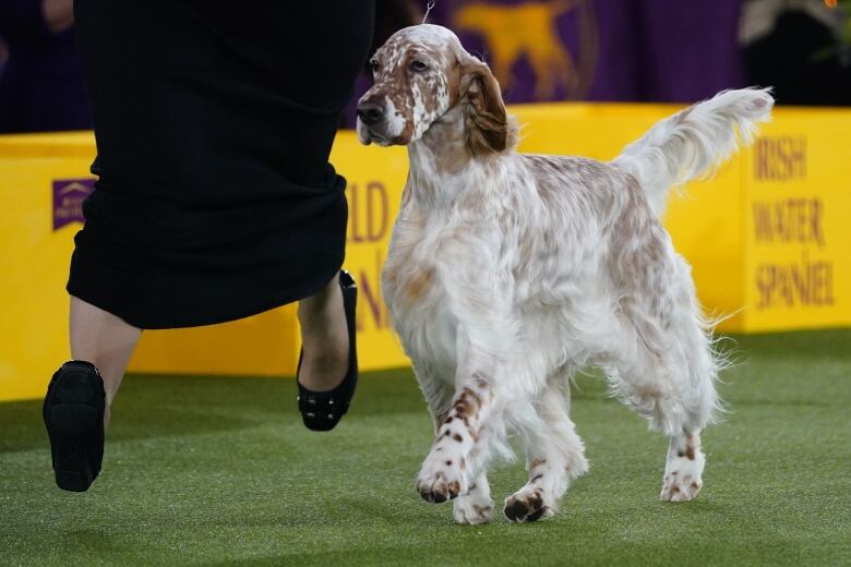 Un grand chien blanc avec des taches brunes qui court dans le ring avec son maître. 