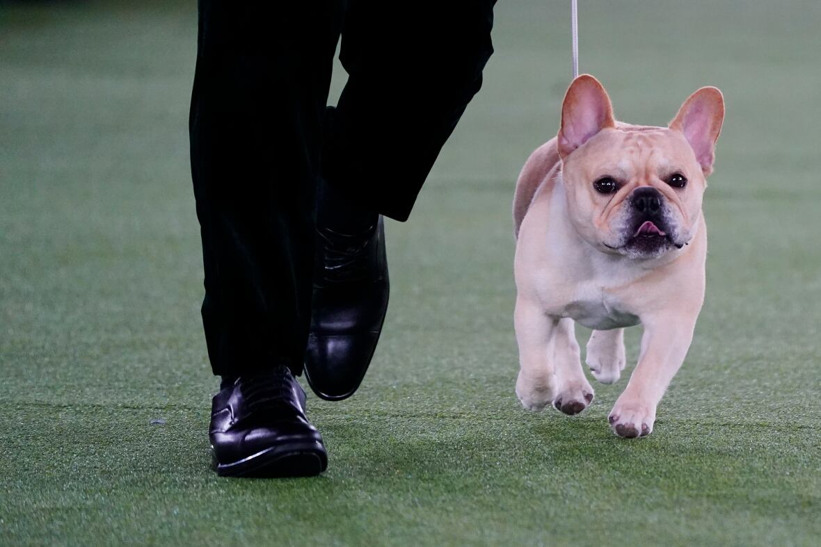 They're all good dogs — but Trumpet the bloodhound is the winner at