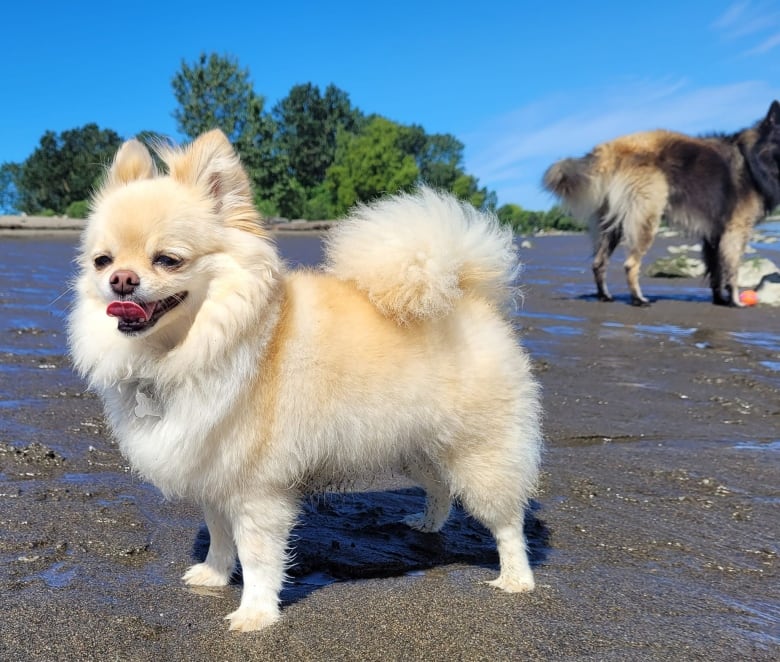 Roger the Chihuahua-Pomeranian Needs a Home