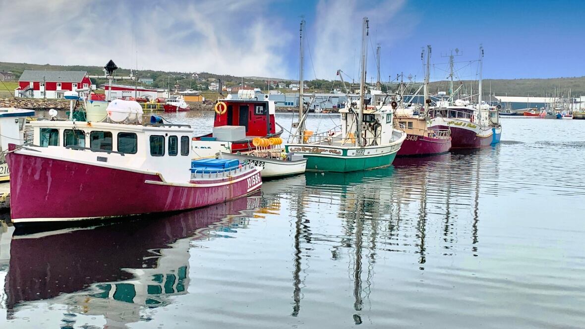This week's photo gallery highlights a beautiful week across N.L. CBC