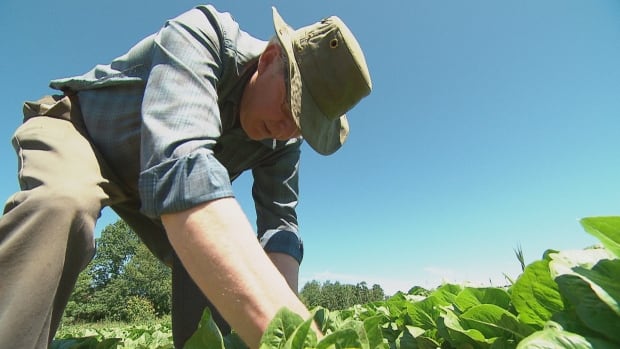 Vast majority of Nova Scotia farms have no succession plan: census