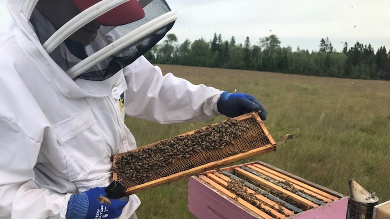 P.E.I. provincial apiarist Cameron Menzies inspects a frame from a beehive.