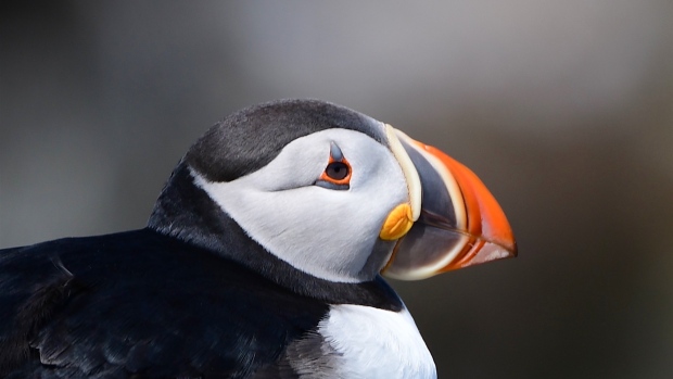 Animals and humans alike are enjoying the outdoors in this week's audience photo gallery; Paul O'Toole captured this photo of an Atlantic puffin taking a break on the cliffs of Elliston.