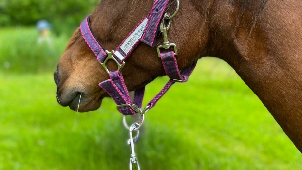 Newfoundland pony dies after being overfed by visitors; Newfoundland Pony Little Catalina at her home in Driftwood Acres.